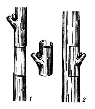 вирощування волоського горіха