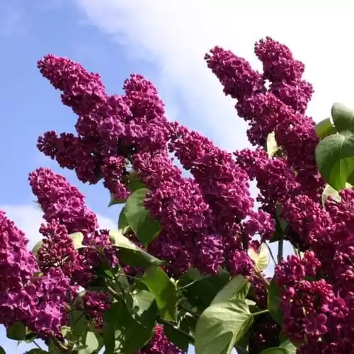 вирощування бузку