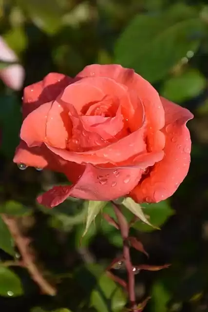 вирощування троянд