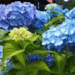 вирощування гортензії