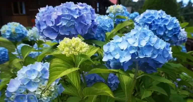 вирощування гортензії