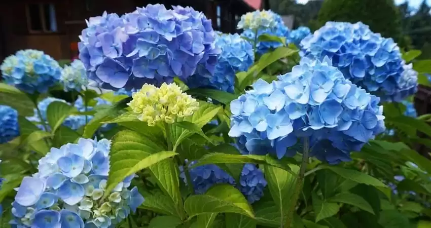 вирощування гортензії