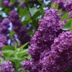 вирощування бузку