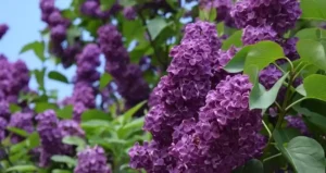 аджика в автоклаві