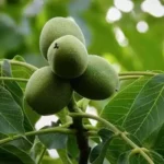 вирощування волоського горіха