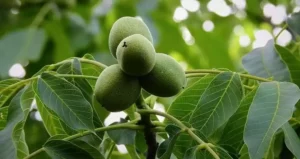 забій птиці