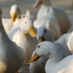 забій птиці