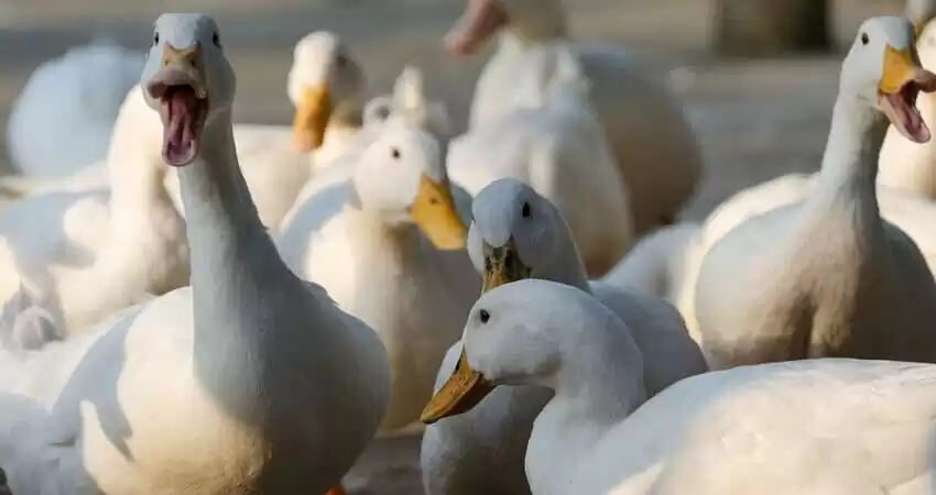 забій птиці