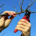 обрізування вишні,обрізування персика,обрізування черешні