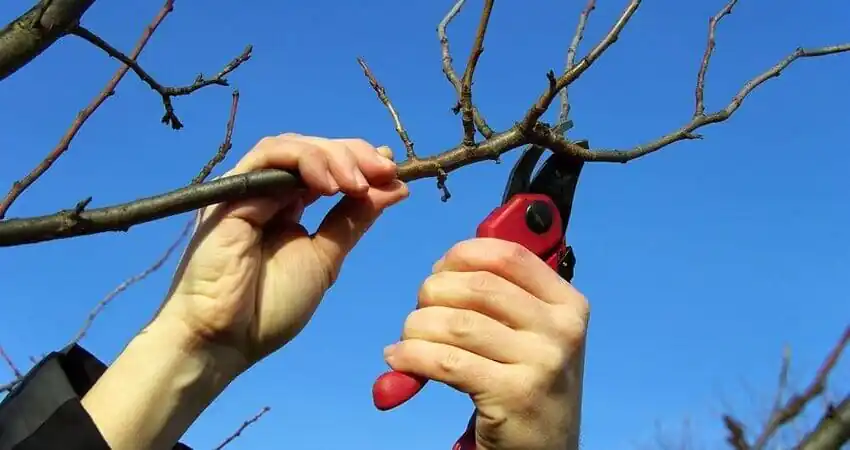 обрізування вишні,обрізування персика,обрізування черешні