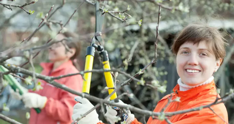 обрізування плодоносних дерев