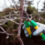 омолодження дерев