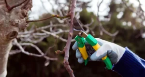 обрізування плодоносних дерев