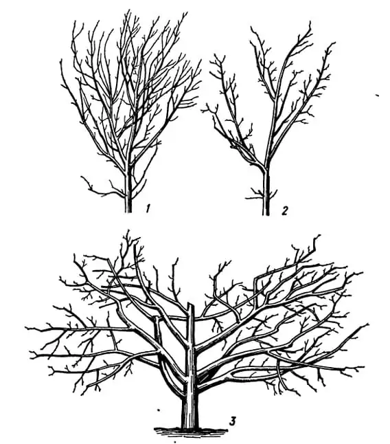 омолодження дерев
