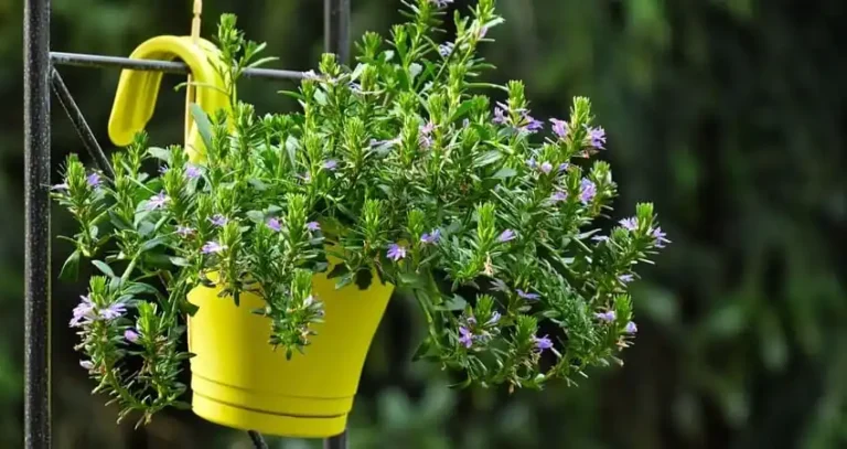 Календар основних робіт із кімнатного та балконного квітникарства