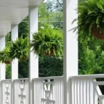 Утримання на балконах кімнатних рослин