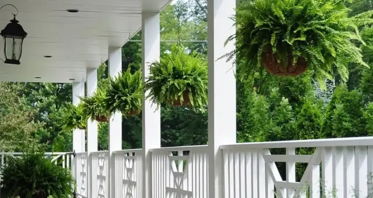 Утримання на балконах кімнатних рослин