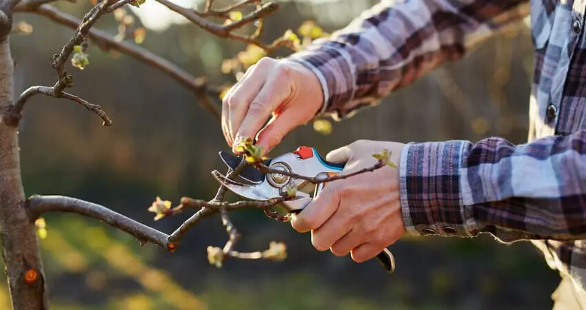 Вирощування плодових дерев із сплощеною кроною