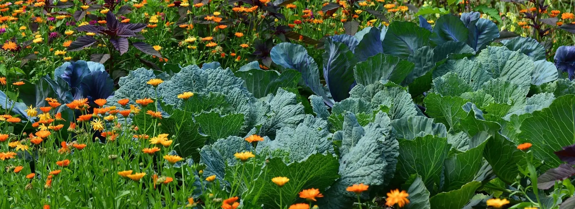 сад,город,дача