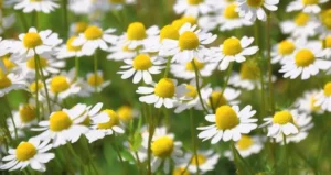 Як заточити інструменти