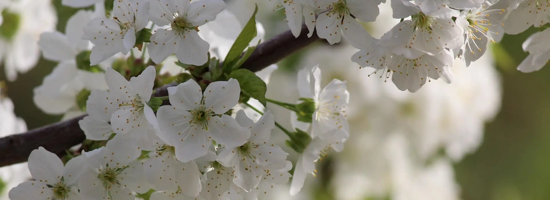 сад,город,дача