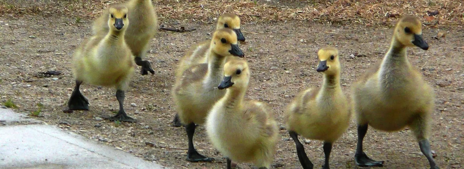 сад,город,дача