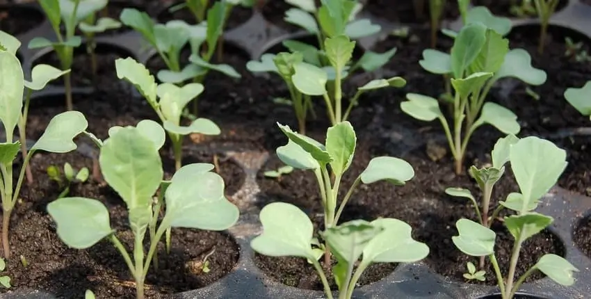 вирощування розсади овочів,Вирощування розсади ранньостиглих помідорів,Вирощування розсади цибулі,Вирощування розсади селери,Вирощування розсади овочів в кімнаті