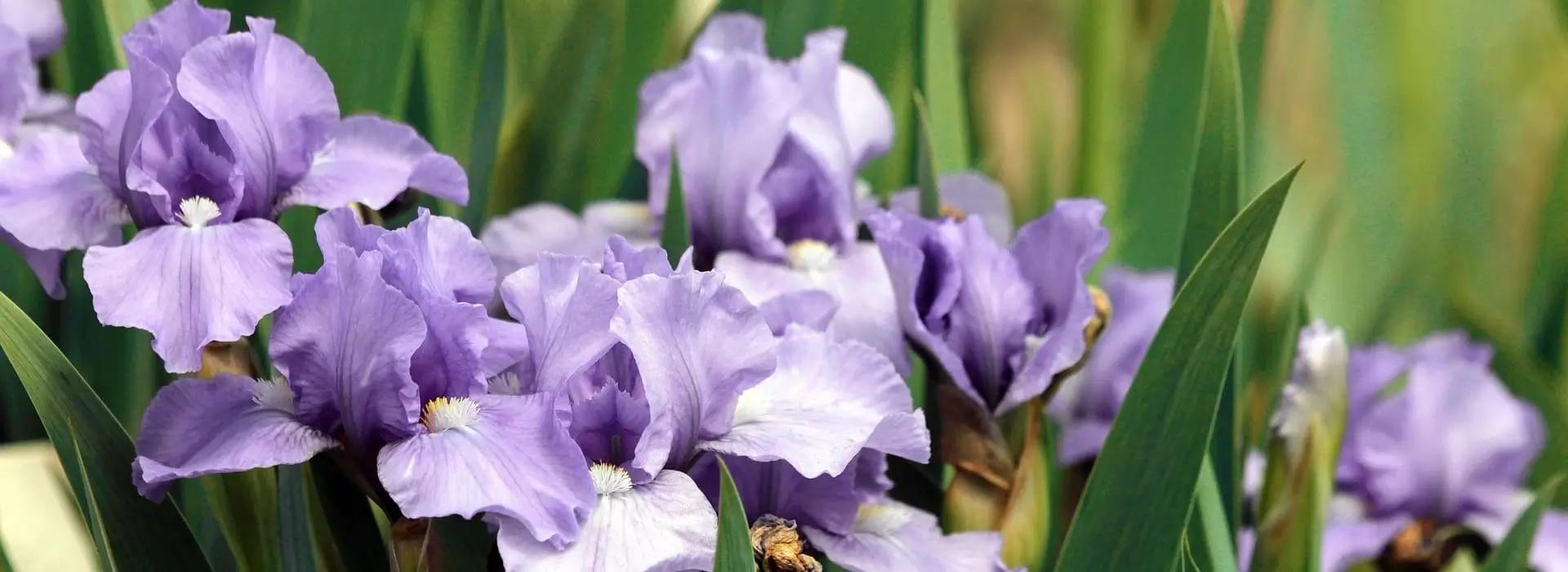 сад,город,дача