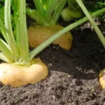 вирощування брукви