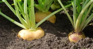 вирощування кукурудзи