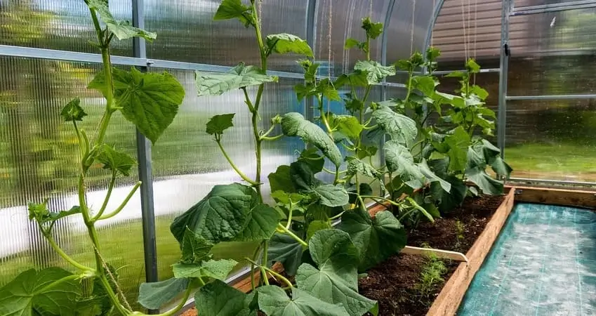 сад,город,дача