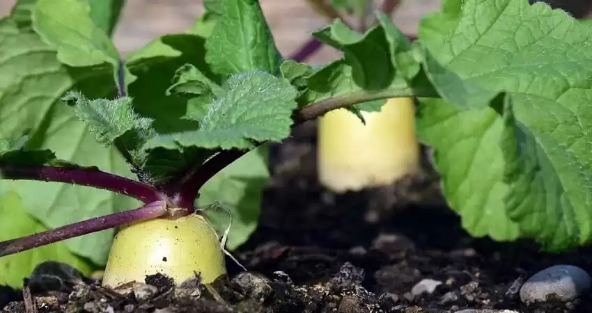 вирощування редьки