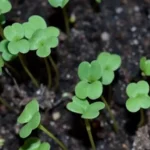 вирощування розсади овочів,Вирощування розсади ранньостиглих помідорів,Вирощування розсади цибулі,Вирощування розсади селери,Вирощування розсади овочів в кімнаті