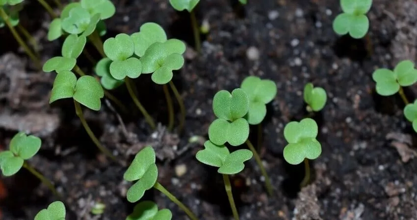 вирощування розсади овочів,Вирощування розсади ранньостиглих помідорів,Вирощування розсади цибулі,Вирощування розсади селери,Вирощування розсади овочів в кімнаті