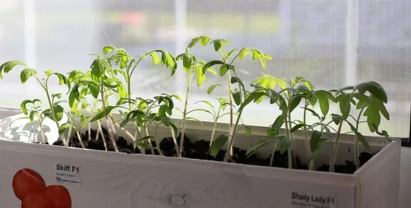 вирощування розсади овочів,Вирощування розсади ранньостиглих помідорів,Вирощування розсади цибулі,Вирощування розсади селери,Вирощування розсади овочів в кімнаті
