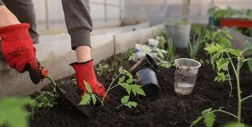 вирощування розсади овочів,Вирощування розсади ранньостиглих помідорів,Вирощування розсади цибулі,Вирощування розсади селери,Вирощування розсади овочів в кімнаті