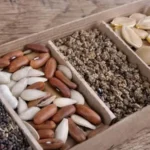 Як підготувати насіння до сівби