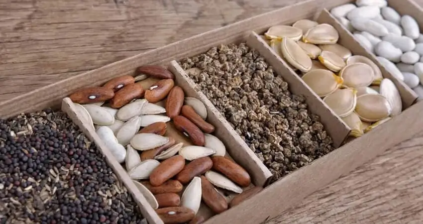 Як підготувати насіння до сівби