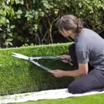 Жива зелена огорожа 6 варіантів для подвір’я