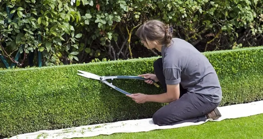 Жива зелена огорожа 6 варіантів для подвір’я